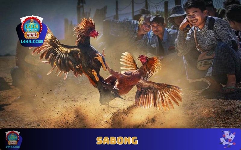 Sabong L444 - মোরগ লড়াই বাজি প্রেমীদের জন্য আদর্শ গন্তব্য